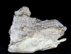 Oligocene Camel (Poebrotherium) Jaw Section #21135-1